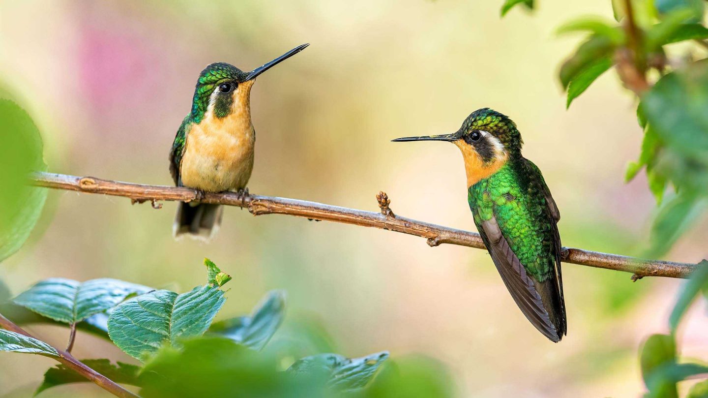 Hummingbirds