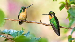 Hummingbirds