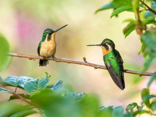 Hummingbirds