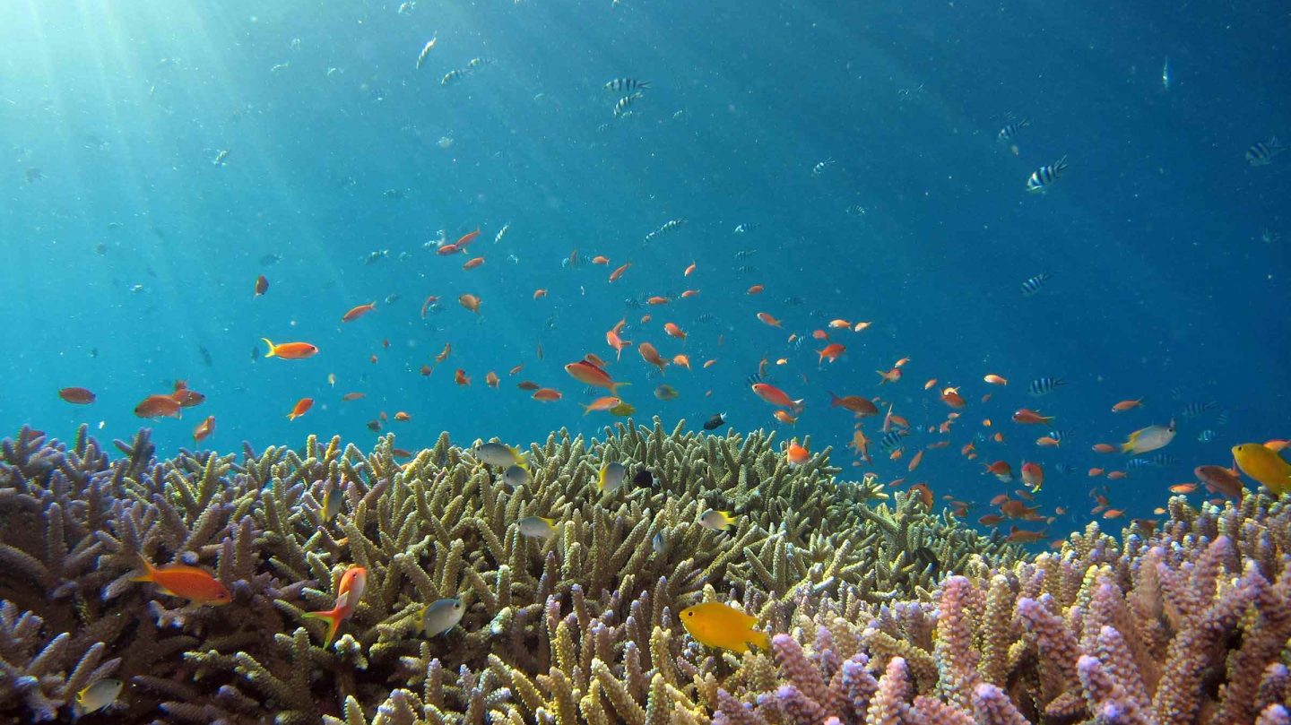 Scuba diving promotion