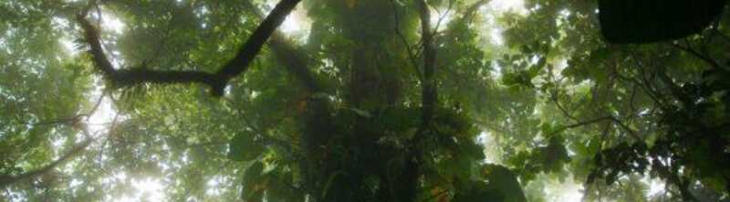 Rainforest 89 A0286 541x288
