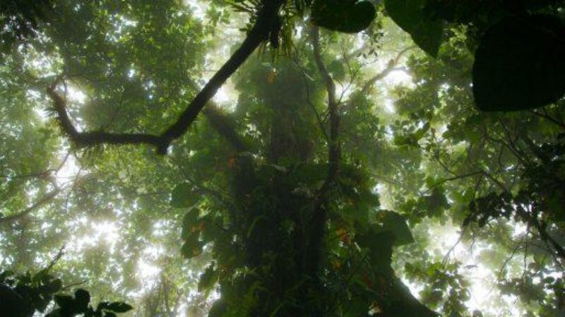 Rainforest 89 A0286 541x288